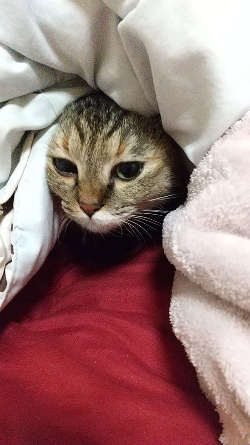 占い師こころのお気に入り写真1